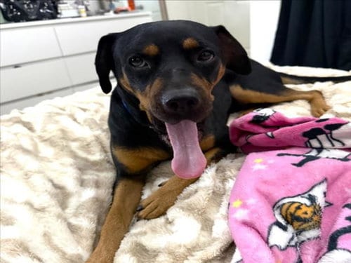 Photo of Mac, adoptable Rottweiler in Las Vegas, Nevada