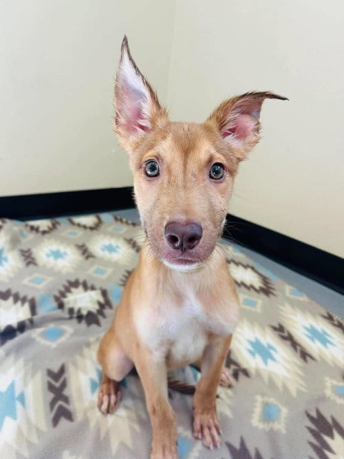 Photo of Jude, adoptable Shepherd in Rockwall, Texas