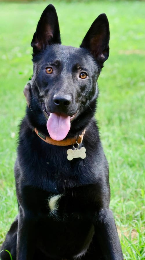 Photo of Knight, adoptable German Shepherd Dog in Baltimore, Maryland
