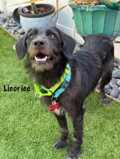 Photo of Licorice, adoptable Terrier in San Diego, California
