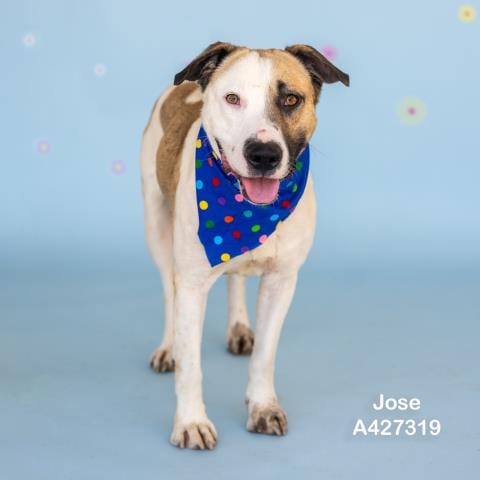 Photo of Jose, adoptable American Pit Bull Terrier in Conroe, Texas