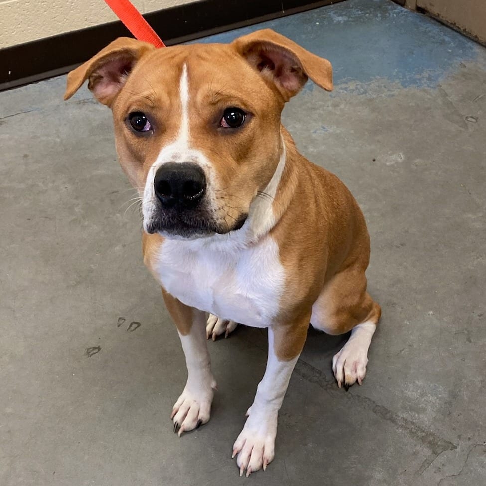 Photo of Ramsey, adoptable Mixed Breed (Medium)