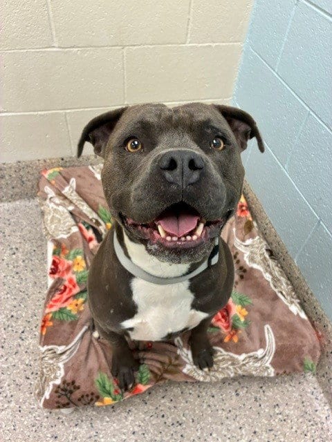 Photo of Frank Azar, adoptable Staffordshire Bull Terrier in Brighton, Colorado