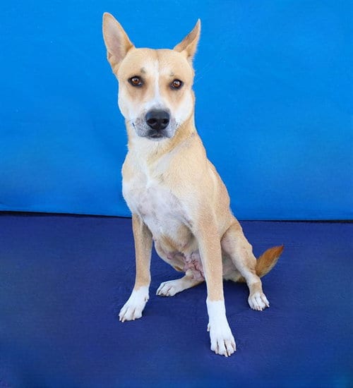 Photo of Ginger, adoptable Carolina Dog in Baldwin Park, California