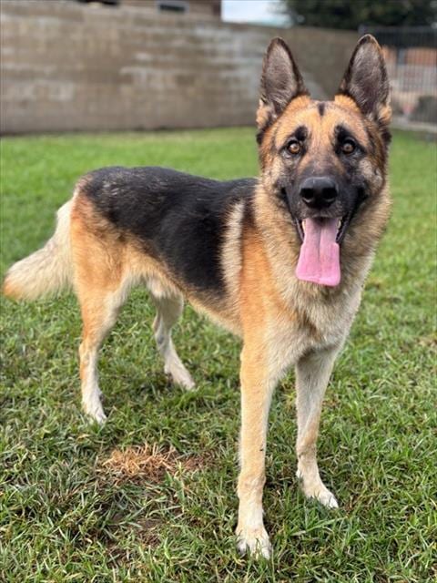 Photo of Stack, adoptable German Shepherd Dog in Riverside, California