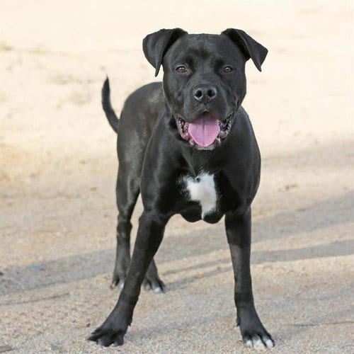 Photo of Thorsten, adoptable American Pit Bull Terrier in Albuquerque, New Mexico