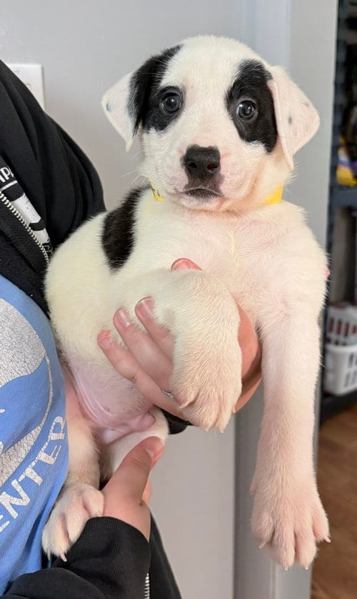 Photo of Astro, adoptable Pit Bull Terrier in Clarkston, Michigan