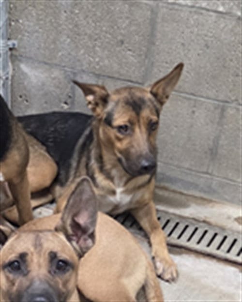 Photo of MC, adoptable German Shepherd Dog in Bakersfield, California