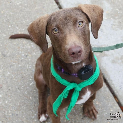 Photo of KJ, adoptable Labrador Retriever in Washington, District of Columbia