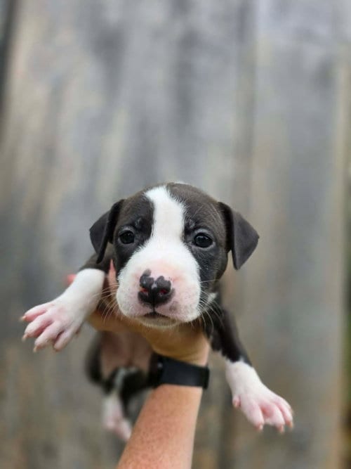 Photo of SR Puppy 3/21, adoptable American Pit Bull Terrier in Frankenmuth, Michigan
