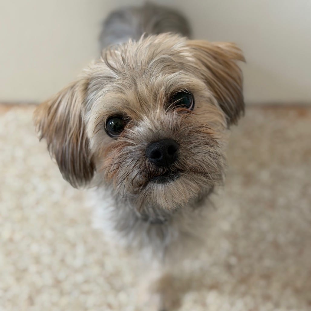 Photo of Herbert, adoptable Terrier, Yorkshire, Yorkie / Shih Tzu in Kanab, Utah