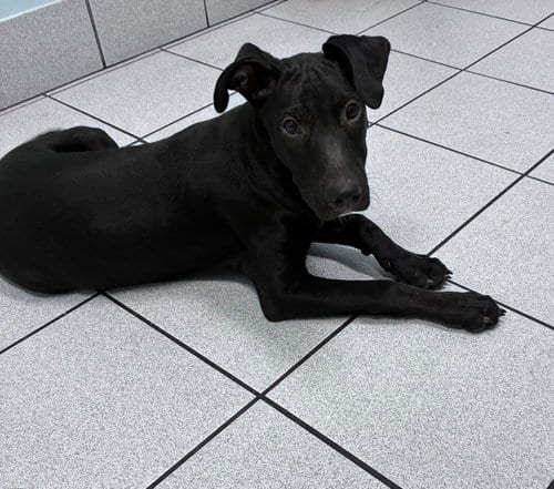 Photo of McCoy, adoptable Unknown breed in Mobile, Alabama