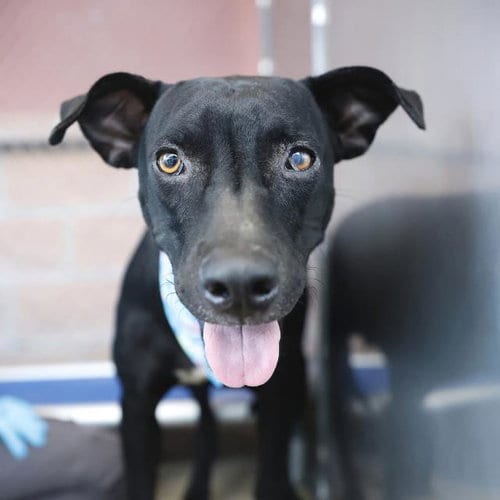 Photo of Dallas, adoptable Labrador Retriever in San Antonio, Texas