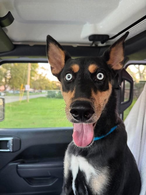 Photo of Myrtle Ann, adoptable Unknown breed (short coat) in Germantown, Ohio