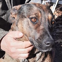 Photo of Gypsy, adoptable German Shepherd Dog in Melbourne, Arkansas