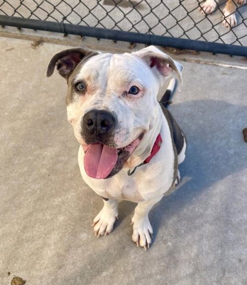 Photo of Bibi, adoptable Pit Bull Terrier in Tulsa, Oklahoma