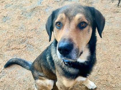 Photo of Shine, adoptable dog in Georgetown, Texas