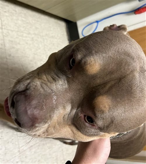 Photo of Tank, adoptable American Staffordshire Terrier in Plano, Texas