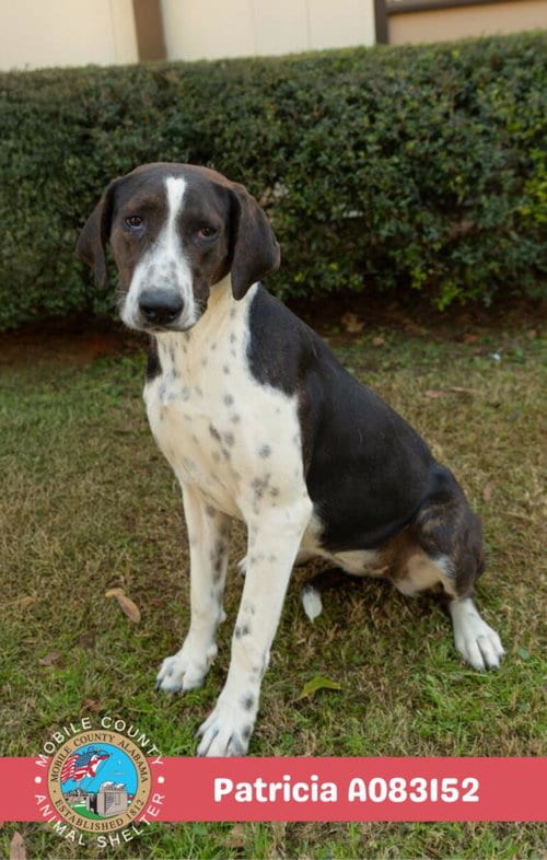 Photo of Patricia, adoptable Plott Hound in Mobile, Alabama
