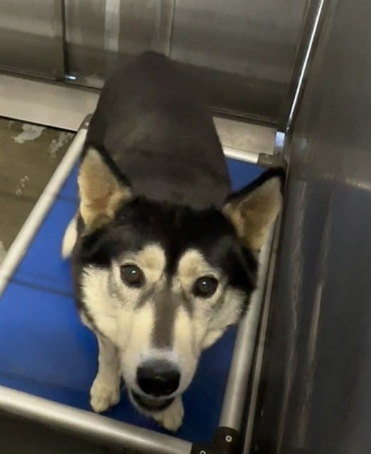 Photo of Senior Siberian Husky, adoptable Siberian Husky in Devore, California