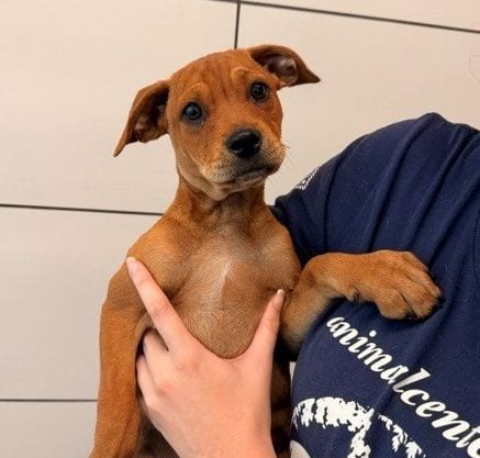 Photo of Sunny, adoptable Unknown breed in Rancho Santa Fe, California