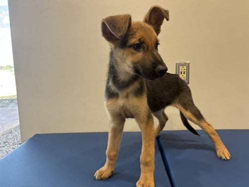 Photo of Ben, adoptable German Shepherd Dog in Garland, Texas