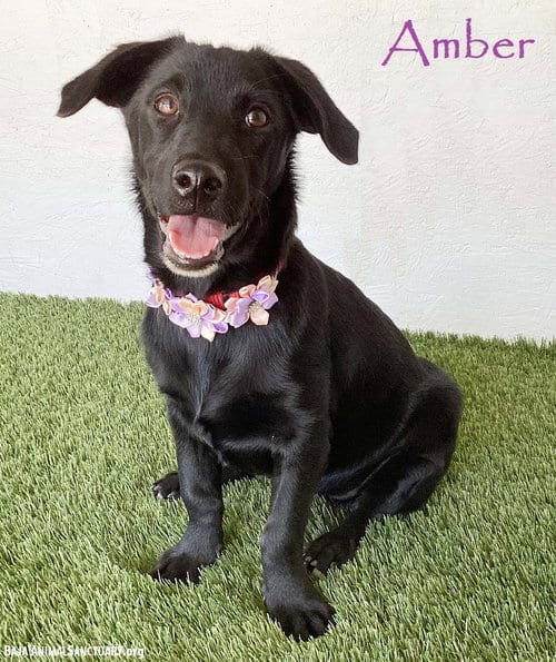 Photo of Amber, adoptable Dachshund in San Diego, California