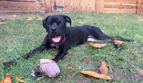 Photo of Peppa, adoptable Cane Corso Mastiff in Rockville, Maryland
