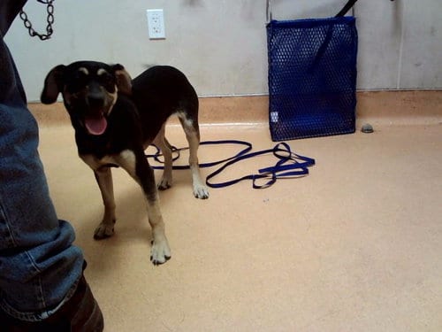 Photo of Louisa, adoptable Beagle in Martinez, California
