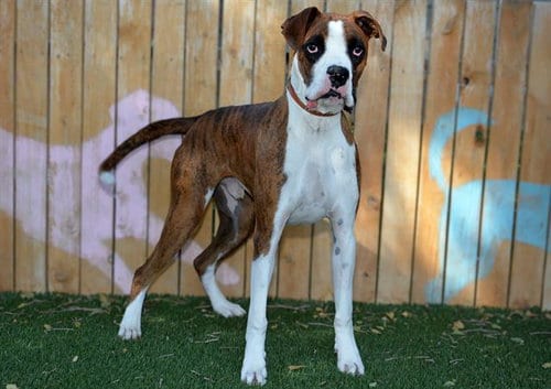 Photo of Coppy, adoptable Boxer in West Valley, Utah