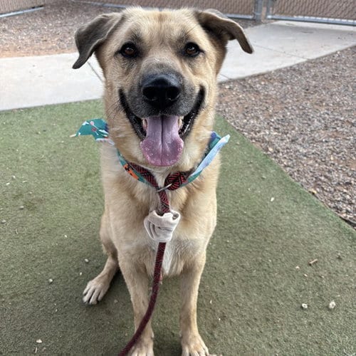 Photo of Toby, adoptable German Shepherd Dog in Phoenix, Arizona