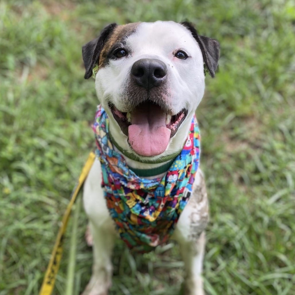 Photo of Pleasant Pup, adoptable Mixed Breed (Medium) in Greensboro, North Carolina