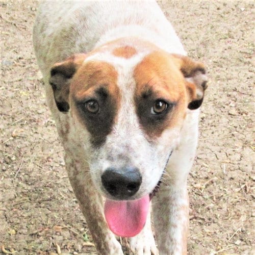 Photo of Pepper, adoptable Australian Cattle Dog/Blue Heeler in Godley, Texas