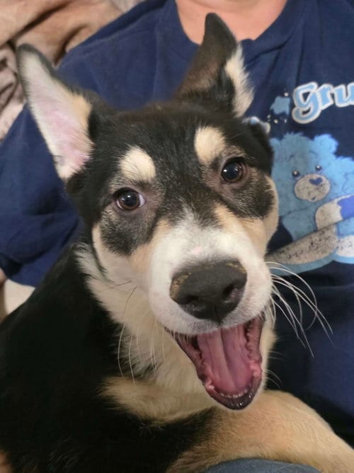 Photo of Bolt 2, adoptable Shepherd in Robbinsdale, Minnesota