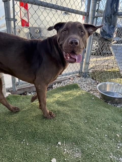 Photo of Logan, adoptable Labrador Retriever in Pasadena, Texas