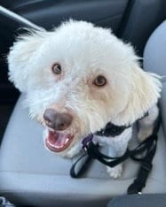Photo of Maggie, adoptable Poodle (Miniature) in Corona, California