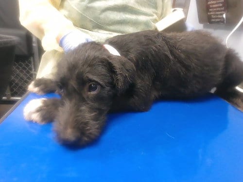 Photo of Domino, adoptable Labrador Retriever in Phoenix, Arizona