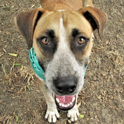Photo of Sage, adoptable Australian Cattle Dog/Blue Heeler in Godley, Texas