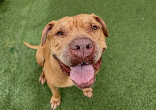 Photo of Creme, adoptable American Bulldog in Ft Lauderdale, Florida
