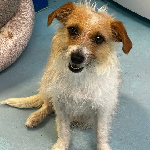 Photo of Jackie Russell, adoptable Mixed Breed (Small) in Cape Girardeau area, Missouri