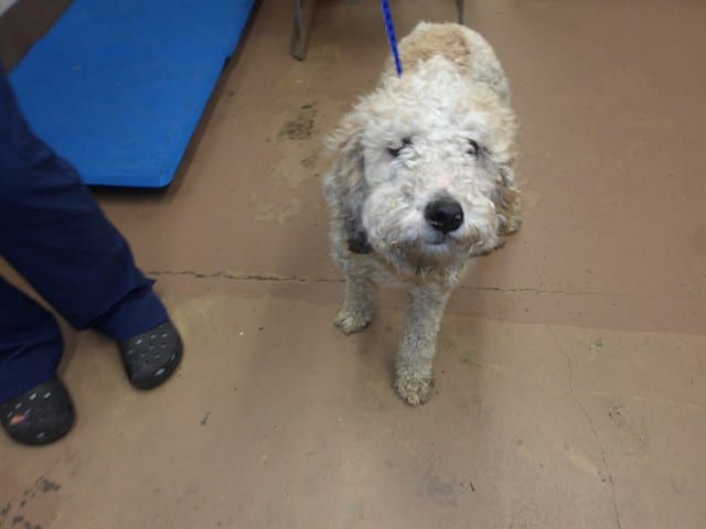 Photo of Senior Poodle - Standard, adoptable Poodle - Standard in Chicago, Illinois