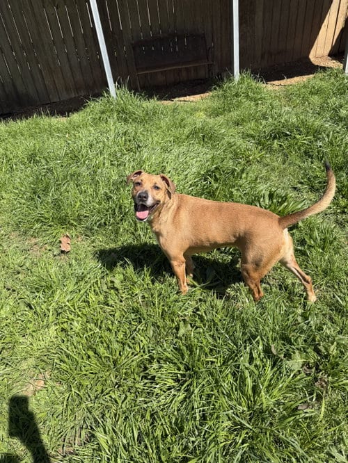Photo of Nannerz, adoptable Hound in Jackson, Mississippi