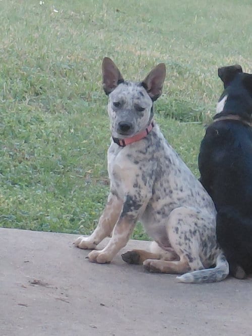 Photo of Dede, adoptable Red Heeler in The Woodlands, Texas