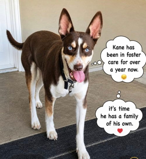 Photo of Kane, adoptable Australian Kelpie in Escondido, California