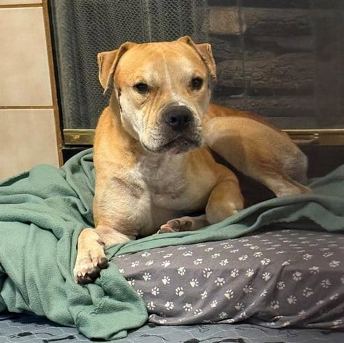 Photo of Charles, adoptable Pit Bull Terrier in Las Vegas, Nevada