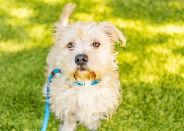 Photo of Simba, adoptable Maltese in San José, California