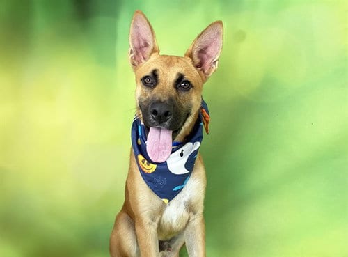 Photo of Radar, adoptable German Shepherd Dog in Ft Lauderdale, Florida