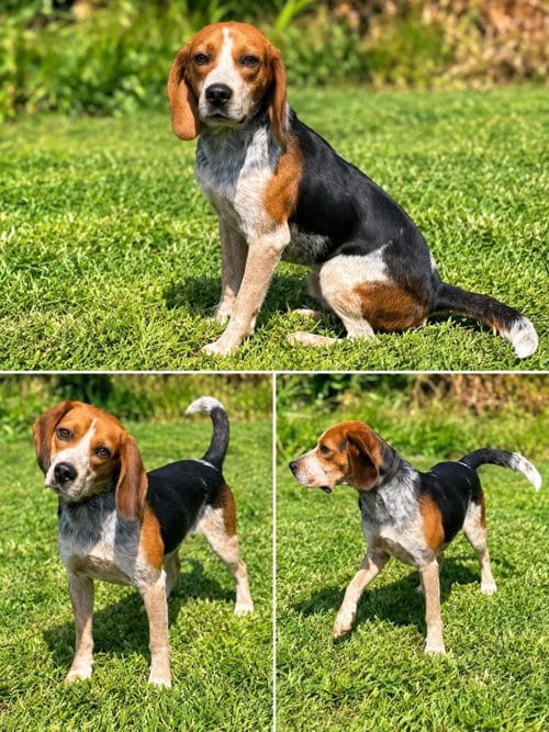 Photo of Dewy, adoptable Beagle in Westwood, New Jersey