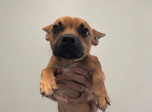 Photo of Paps, adoptable French Bulldog in San Pedro, California
