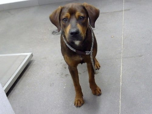 Photo of Jimmy John, adoptable Rottweiler in Mesa, Arizona